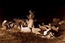 Unit 16 - First Christmas - The Shepherds