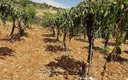 Unit13 - Naboth's Vineyard & Lying Lips