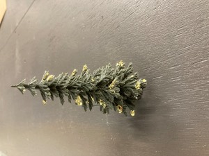 IMG_5001.jpeg